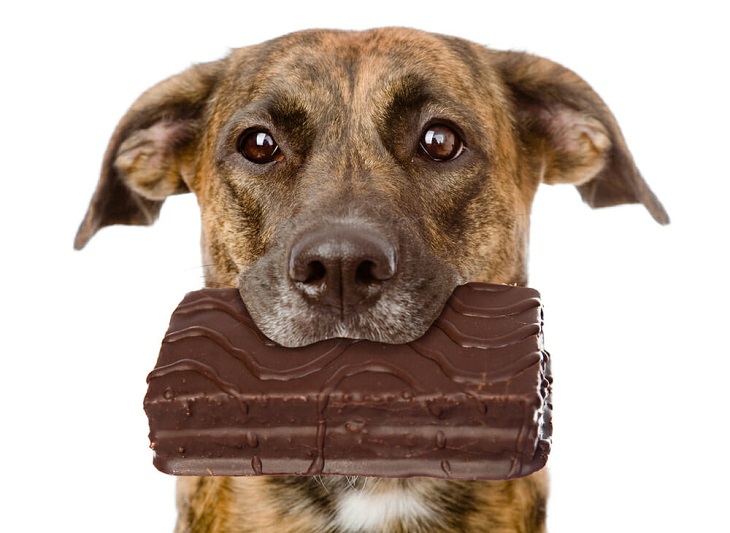 Socola có thể gây hại cho chó nếu sử dụng với liều lượng lớn
