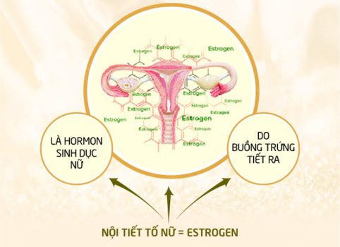 Nội tiết tố nữ - Yếu tố quyết định tới sức khỏe, sinh lý nữ