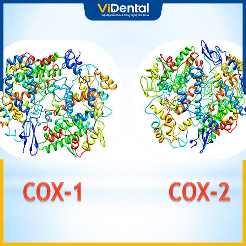 Cơ chế chống viêm của Nsaids là ức chế enzym cyclooxygenases (COX)